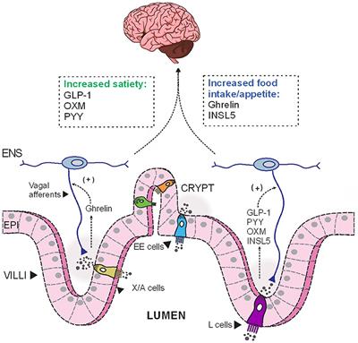 The Regulation of Peripheral Metabolism by Gut-Derived Hormones